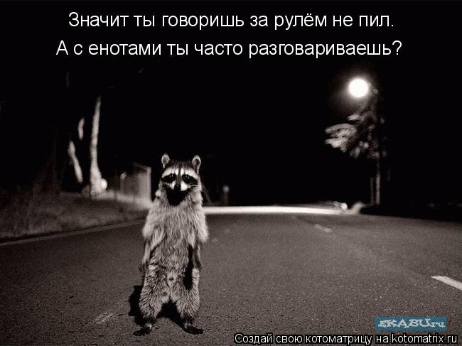 Котоматрица: Значит ты говоришь за рулём не пил. А с енотами ты часто разговариваешь?