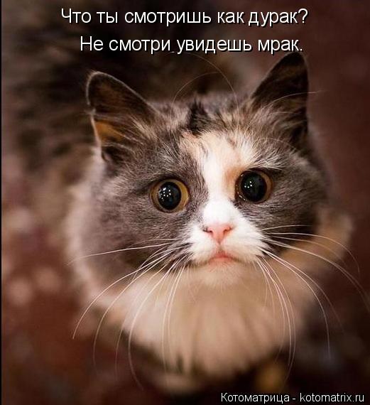 Что ты смотришь как дурак? Не смотри увидешь мрак.... Котоматрица: Что ты смотришь как дурак? Не смотри увидешь мрак.