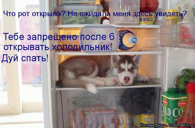 Что рот открыла? Не ожидала меня здесь увидеть? Тебе запрещено после 6 открывать холодильник! Дуй сп... Котоматрица: Что рот открыла? Не ожидала меня здесь увидеть? Тебе запрещено после 6 открывать холодильник! Дуй спать!