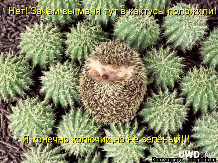 Котоматрица: Нет! Зачем вы меня тут в кактусы положили! Я конечно колючий,но не зелёный!!!