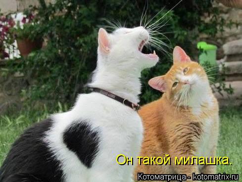 Котоматрица: Он такой милашка.
