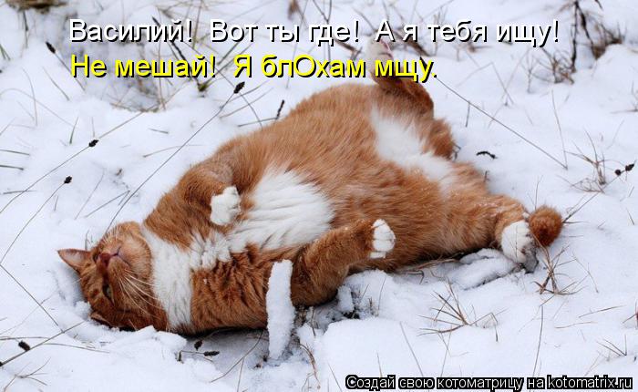 Василий! Вот ты где! А я тебя ищу! Не мешай! Я блОхам мщу.... Котоматрица: Василий! Вот ты где! А я тебя ищу! Не мешай! Я блОхам мщу.