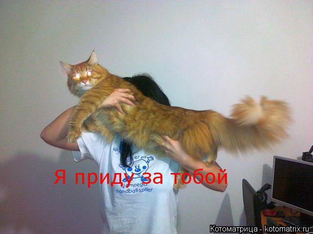 Котоматрица: Я приду за тобой