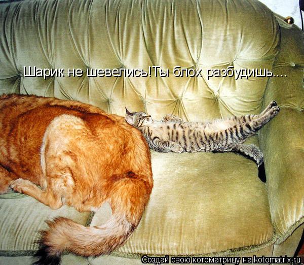 Котоматрица: Шарик не шевелись!Ты блох разбудишь....