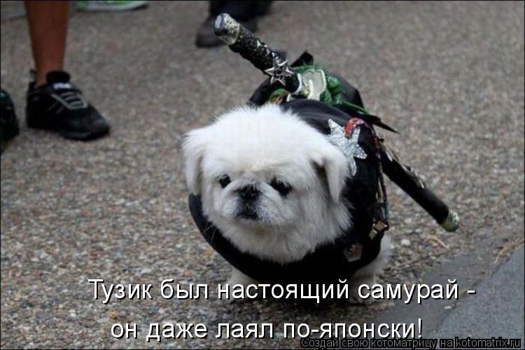 он даже лаял по-японски! Тузик был настоящий самурай -... Котоматрица: он даже лаял по-японски! Тузик был настоящий самурай -