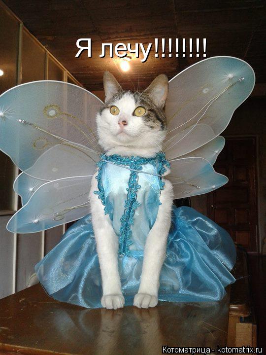 Я лечу!!!!!!!!... Котоматрица: Я лечу!!!!!!!!