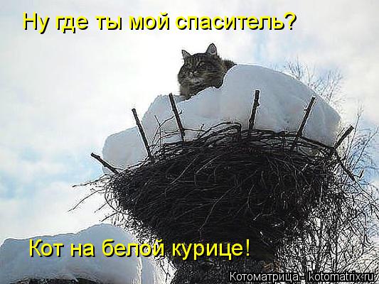 Котоматрица: Ну где ты мой спаситель? Кот на белой курице!