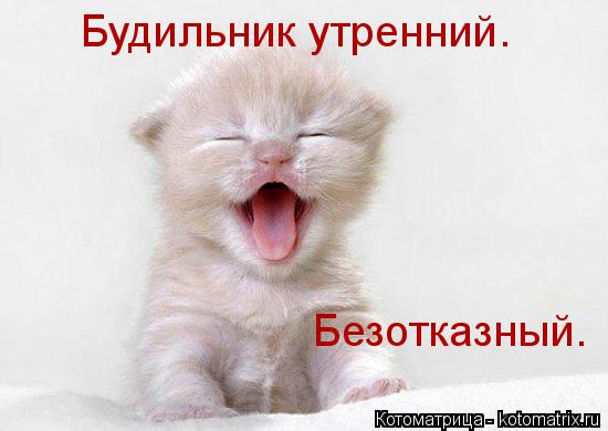 Котоматрица: Будильник утренний. Безотказный.