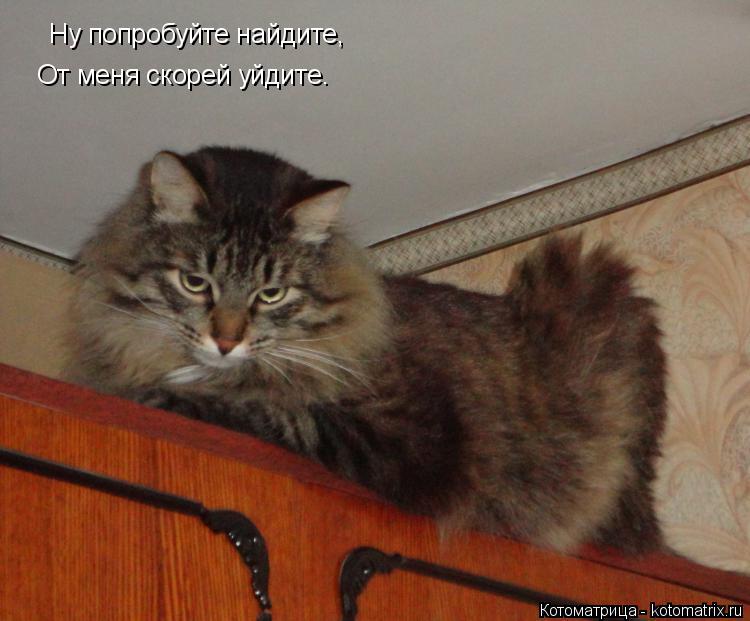 Ну попробуйте найдите, От меня скорей уйдите.... Котоматрица: Ну попробуйте найдите, От меня скорей уйдите.