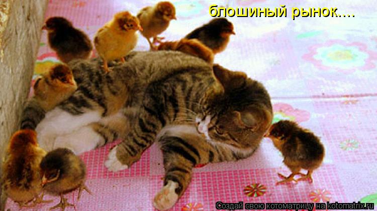 Котоматрица: блошиный рынок....