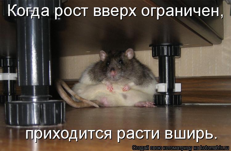 Когда рост вверх ограничен, приходится расти вширь.... Котоматрица: Когда рост вверх ограничен, приходится расти вширь.