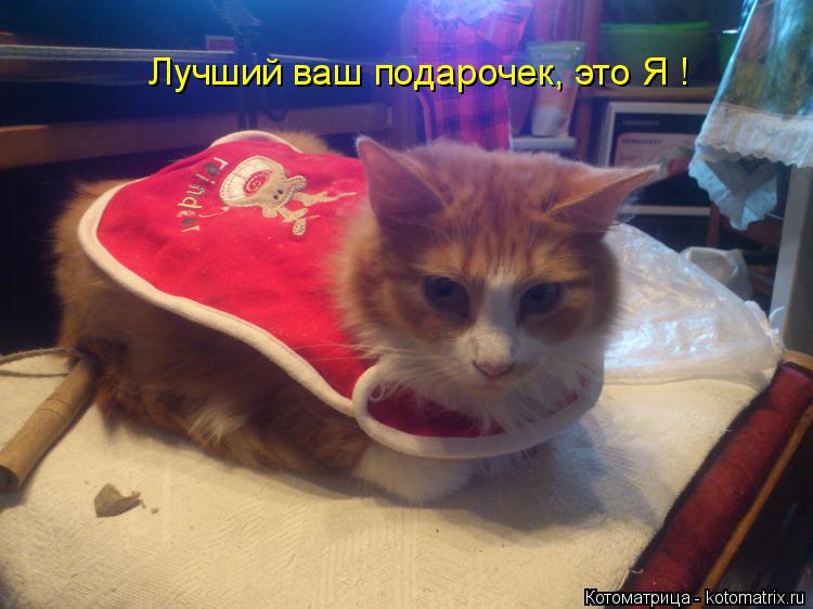 Лучший ваш подарочек, это Я !... Котоматрица: Лучший ваш подарочек, это Я !