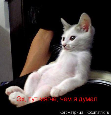 Котоматрица: Эх, тут мягче, чем я думал