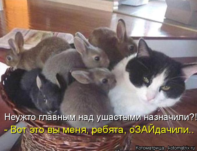 Котоматрица: Неужто главным над ушастыми назначили?! - Вот это вы меня, ребята, оЗАЙдачили..