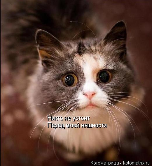 Котоматрица: Никто не устоит   Перед моей няшности