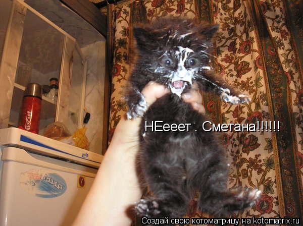Котоматрица: НЕееет . Сметана!!!!!!