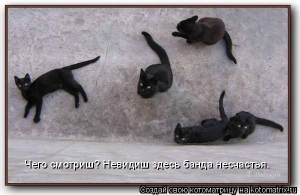 Котоматрица: Чего смотриш? Невидиш здесь банда несчастья.