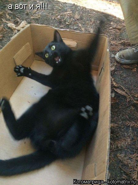 Котоматрица: а вот и я а вот и я!!!