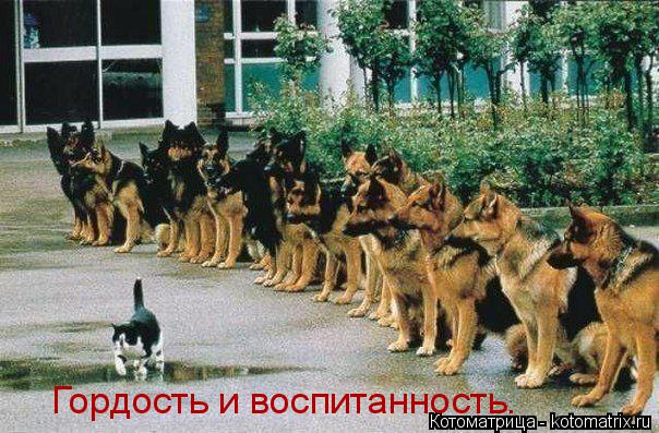 Гордость и воспитанность.... Котоматрица: Гордость и воспитанность.