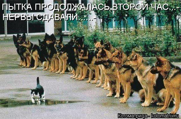 ПЫТКА ПРОДОЛЖАЛАСЬ ВТОРОЙ ЧАС...- НЕРВЫ СДАВАЛИ......-... Котоматрица: ПЫТКА ПРОДОЛЖАЛАСЬ ВТОРОЙ ЧАС...- НЕРВЫ СДАВАЛИ......-