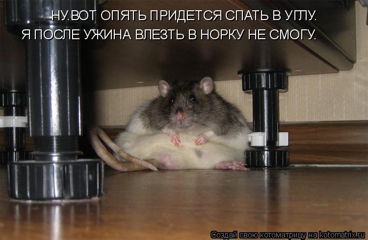 НУ.ВОТ ОПЯТЬ ПРИДЕТСЯ СПАТЬ В УГЛУ. Я ПОСЛЕ УЖИНА ВЛЕЗТЬ В НОРКУ НЕ СМОГУ.... Котоматрица: НУ.ВОТ ОПЯТЬ ПРИДЕТСЯ СПАТЬ В УГЛУ. Я ПОСЛЕ УЖИНА ВЛЕЗТЬ В НОРКУ НЕ СМОГУ.