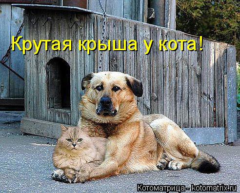 Котоматрица: Крутая крыша у кота!