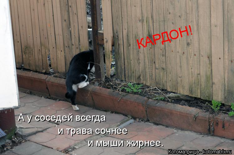 Котоматрица: А у соседей всегда  и трава сочнее и мыши жирнее. КАРДОН!