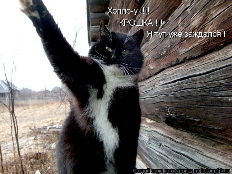 Хэлло-у !!!! КРОШКА !!! Я тут уже заждался !... Котоматрица: Хэлло-у !!!! КРОШКА !!! Я тут уже заждался !
