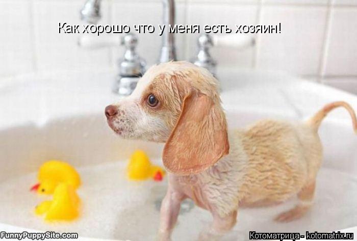 Как хорошо что у меня есть хозяин!... Котоматрица: Как хорошо что у меня есть хозяин!