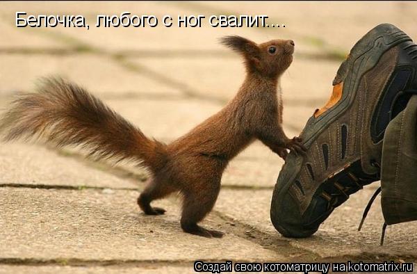 Белочка, любого с ног свалит....... Котоматрица: Белочка, любого с ног свалит....