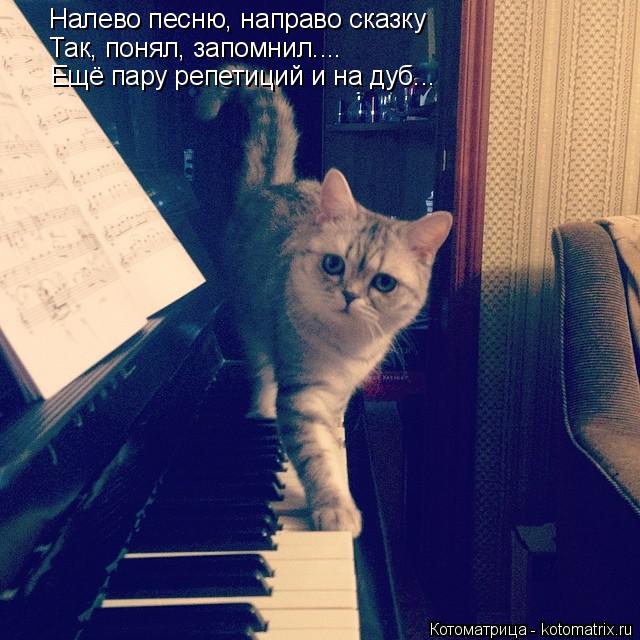 Налево песню, направо сказку Так, понял, запомнил.... Ещё пару репетиций и на дуб...... Котоматрица: Налево песню, направо сказку Так, понял, запомнил.... Ещё пару репетиций и на дуб...