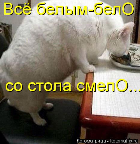 Всё белым-белО со стола смелО...... Котоматрица: Всё белым-белО со стола смелО...