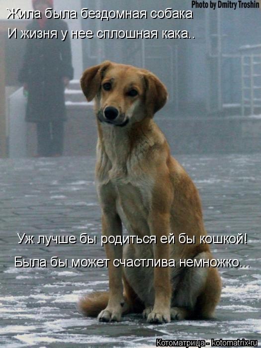 Котоматрица: Жила была бездомная собака И жизня у нее сплошная кака.. Уж лучше бы родиться ей бы кошкой! Была бы может счастлива немножко...