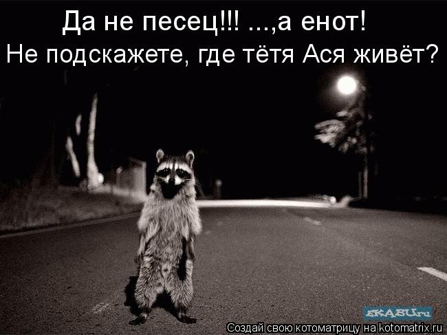 Да не песец!!! ...,а енот! Не подскажете, где тётя Ася живёт?... Котоматрица: Да не песец!!! ...,а енот! Не подскажете, где тётя Ася живёт?