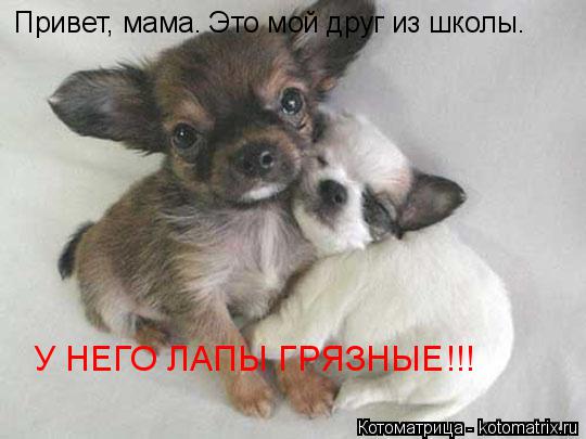 Котоматрица: Привет, мама. Это мой друг из школы. У НЕГО ЛАПЫ ГРЯЗНЫЕ!!!