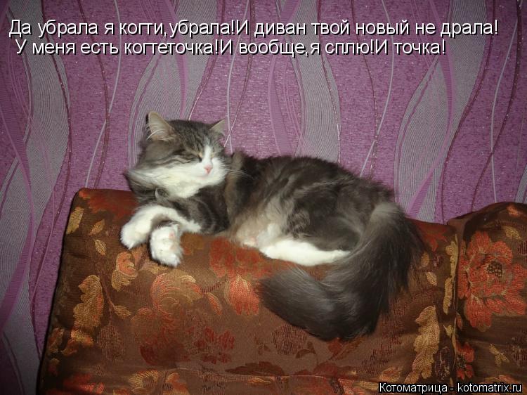 Да убрала я когти,убрала!И диван твой новый не драла! У меня есть когтеточка!И вообще,я сплю!И точка!... Котоматрица: Да убрала я когти,убрала!И диван твой новый не драла! У меня есть когтеточка!И вообще,я сплю!И точка!