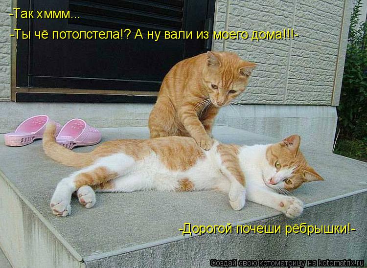 Котоматрица: -Дорогой почеши рёбрышки!- -Так хммм... -Ты чё потолстела!? А ну вали из моего дома!!!-