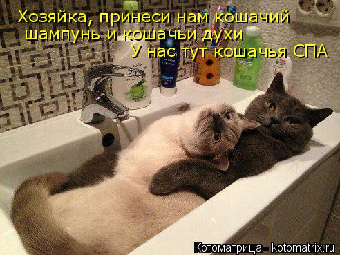 Хозяйка, принеси нам кошачий У нас тут кошачья СПА шампунь и кошачьи духи... Котоматрица: Хозяйка, принеси нам кошачий У нас тут кошачья СПА шампунь и кошачьи духи