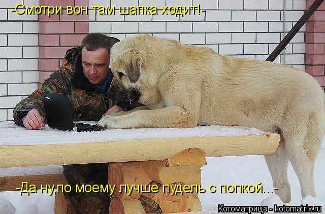 Котоматрица: -Смотри вон там шапка ходит!- -Да ну,по моему лучше пудель с попкой...-