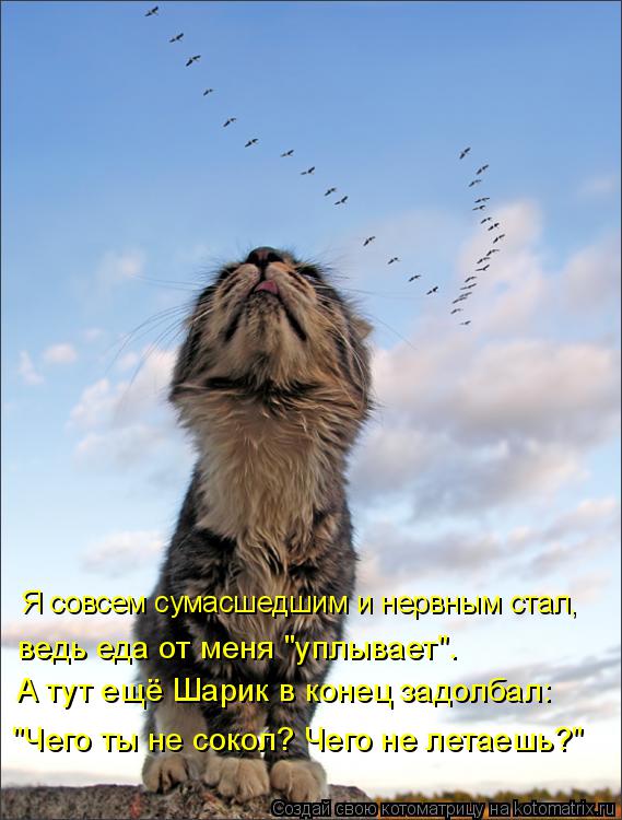 Котоматрица: ведь еда от меня "уплывает". А тут ещё Шарик в конец задолбал:  «Чего ты не сокол? Чего не летаешь?» "Чего ты не сокол? Чего не летаешь?" Я совсем 
