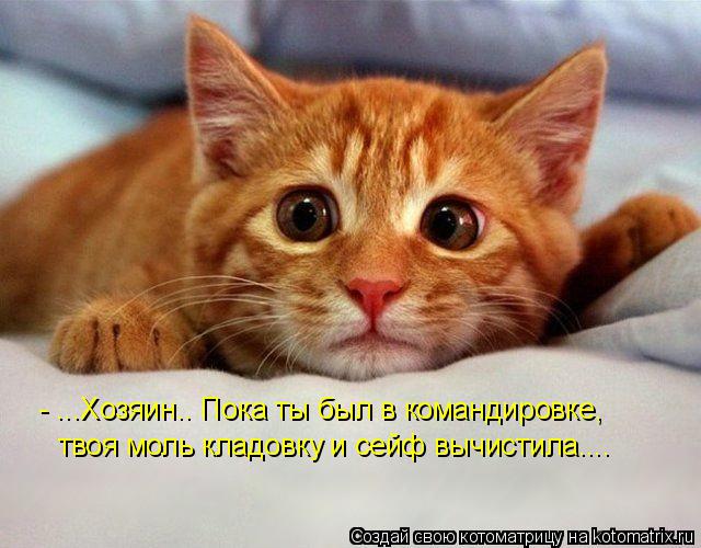 Котоматрица: Хозяин.. Пока ты был в командировке,  - ...Хозяин.. Пока ты был в командировке,  твоя моль кладовку и сейф вычистила....