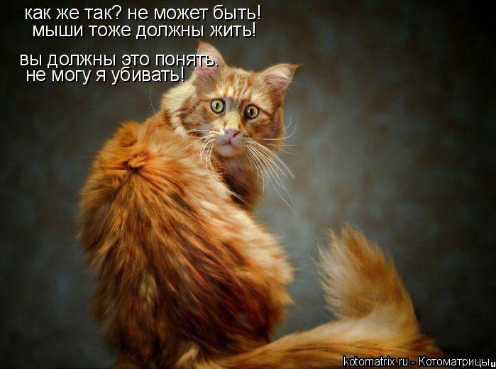 Котоматрица: как же так? не может быть! мыши тоже должны жить! вы должны это понять. не могу я убивать!