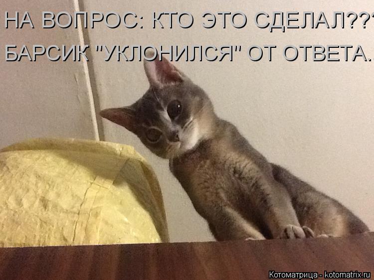 НА ВОПРОС: КТО ЭТО СДЕЛАЛ??? БАРСИК "УКЛОНИЛСЯ" ОТ ОТВЕТА...... Котоматрица: НА ВОПРОС: КТО ЭТО СДЕЛАЛ??? БАРСИК "УКЛОНИЛСЯ" ОТ ОТВЕТА...