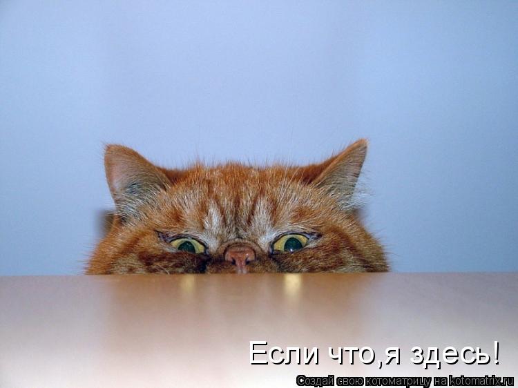Котоматрица: Если что,я здесь!