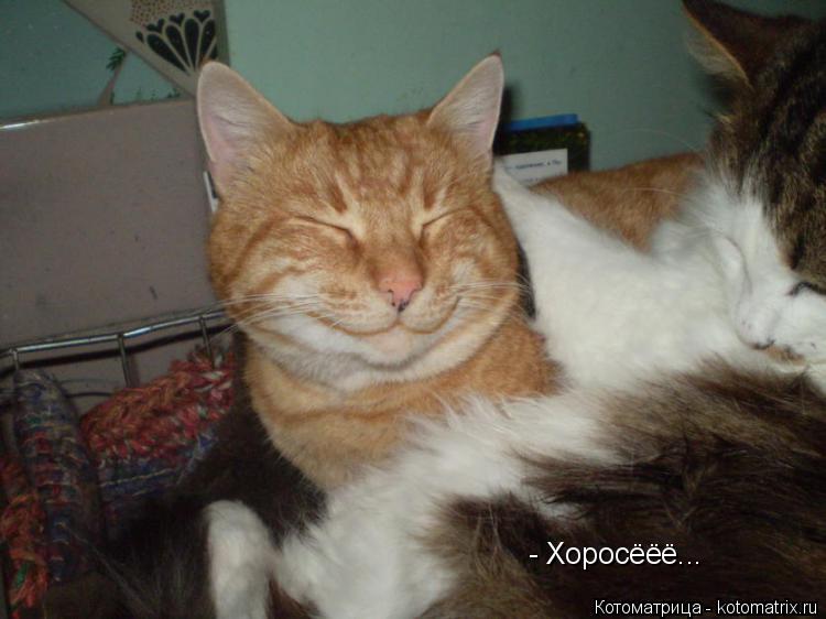 Котоматрица: - Хоросёёё...