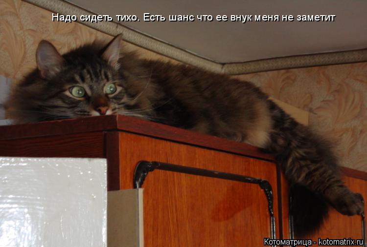 Надо сидеть тихо. Есть шанс что ее внук меня не заметит... Котоматрица: Надо сидеть тихо. Есть шанс что ее внук меня не заметит