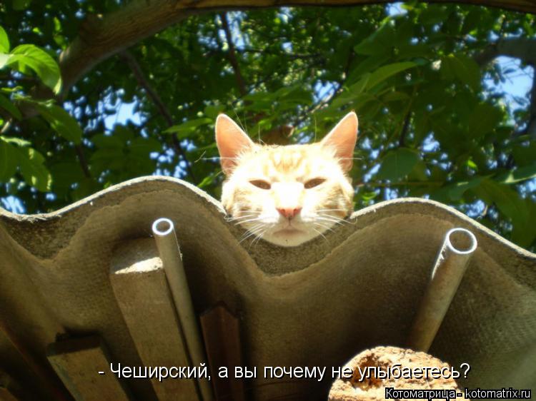 Котоматрица: - Чеширский, а вы почему не улыбаетесь?