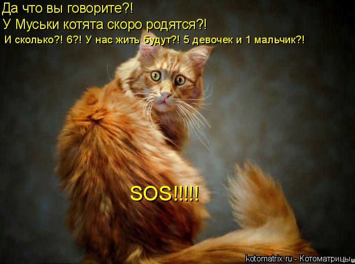 Котоматрица: Да что вы говорите?! У Муськи котята скоро родятся?! И сколько?! 6?! У нас жить будут?! 5 девочек и 1 мальчик?! SOS!!!!!