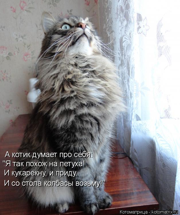 Котоматрица: А котик думает про себя:  "Я так похож на петуха!  И кукарекну, и приду,  И со стола колбасы возьму!"
