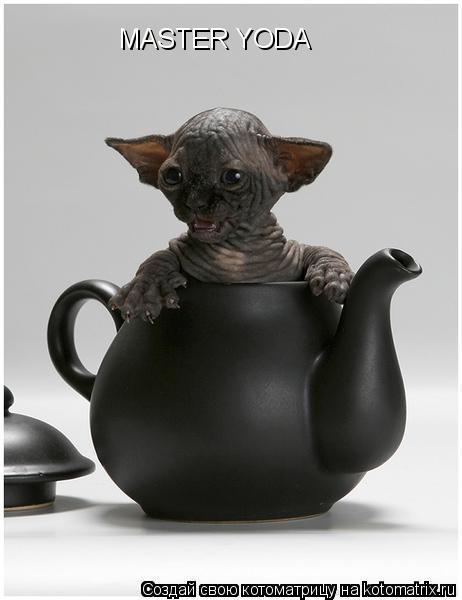 MASTER YODA... Котоматрица: MASTER YODA
